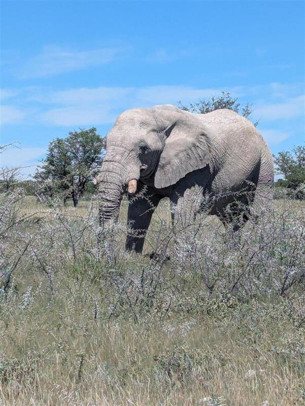 Born in Etosha Self-Drive Private Tours-Okaukuejo必去景点