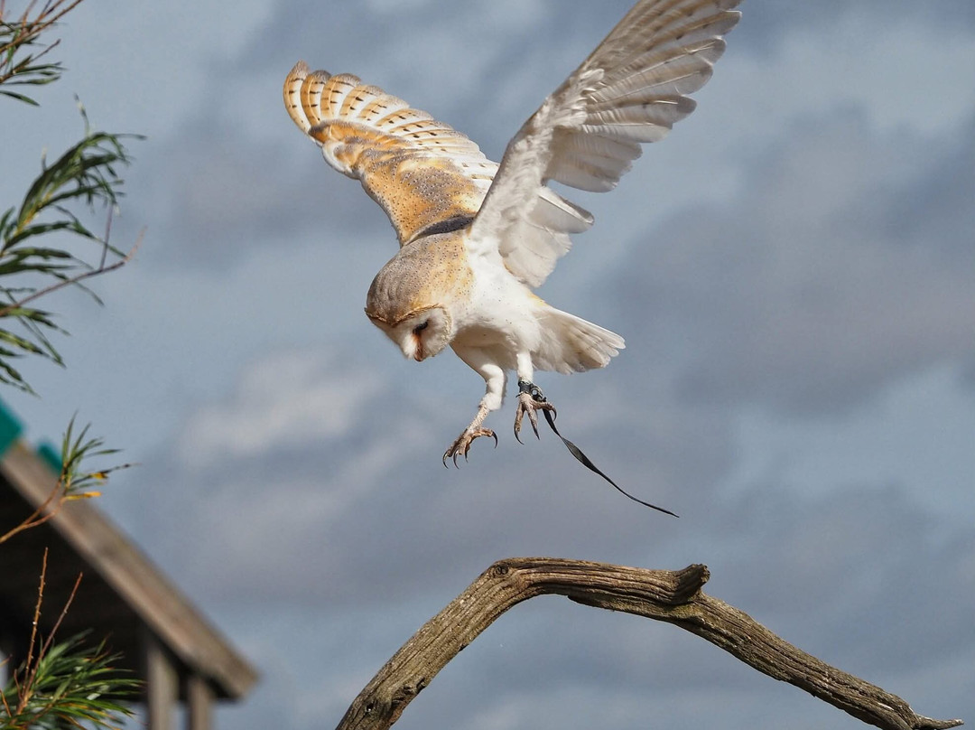 Birds of Prey Centre-Wilstead必去景点