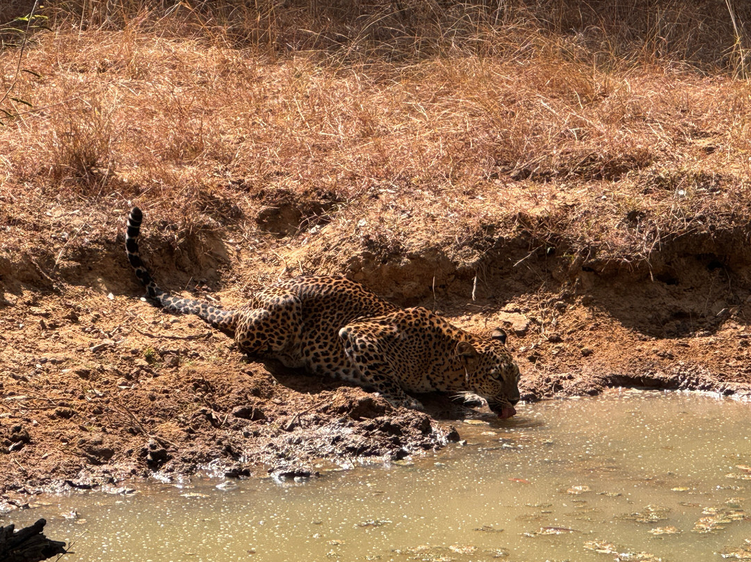 Wilpattu Safari Jeep-Wilpattu National Park必去景点