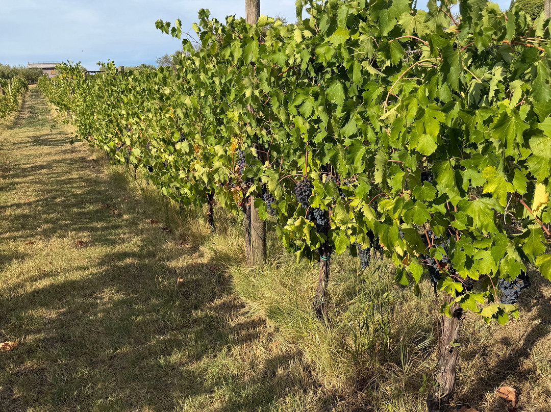 Azienda Agraria Guerrieri-Piagge必去景点