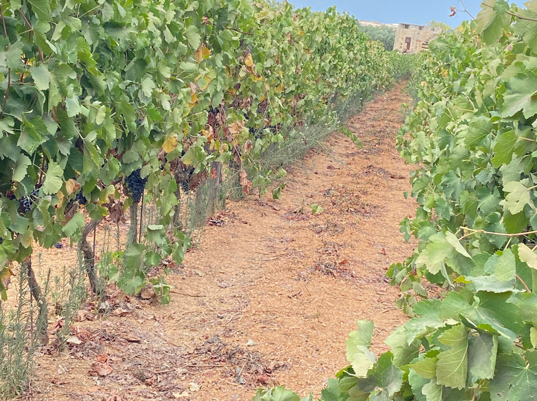 Ta' Betta Wine Estates-Siggiewi必去景点