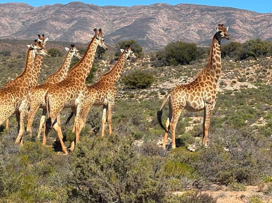 Sanbona Wildlife Reserve-蒙提古必去景点