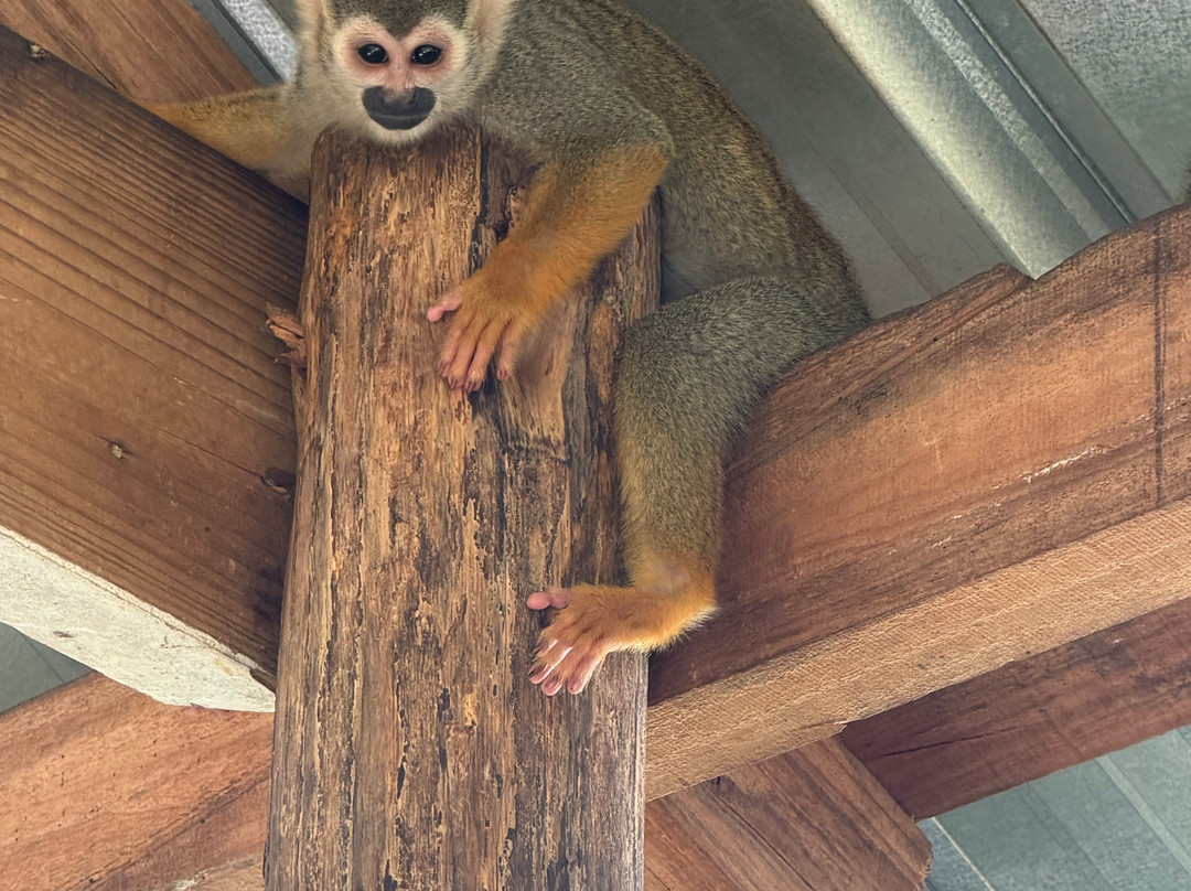 Monkey Home Puerto Plata-普拉塔港必去景点