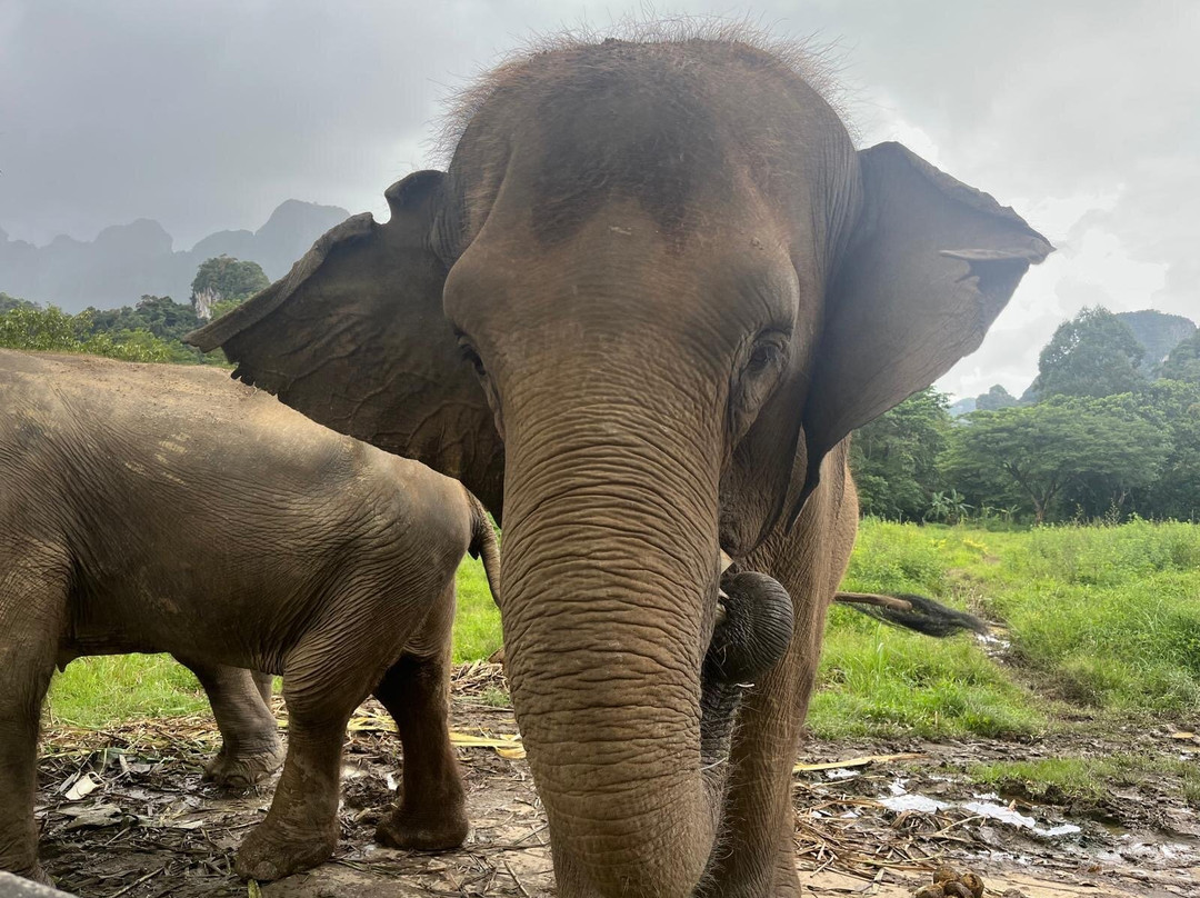 Elephant Hills主图