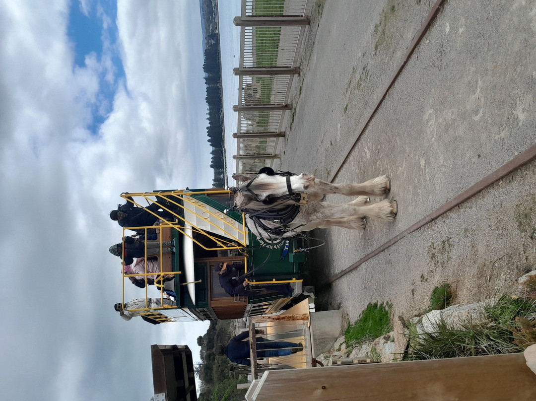 Victor Harbor Horse Drawn Tram-维克多港必去景点