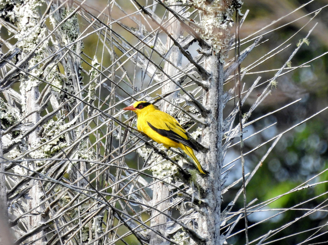 Tentena wildlife tour and Lorelindu national park-Tentena必去景点
