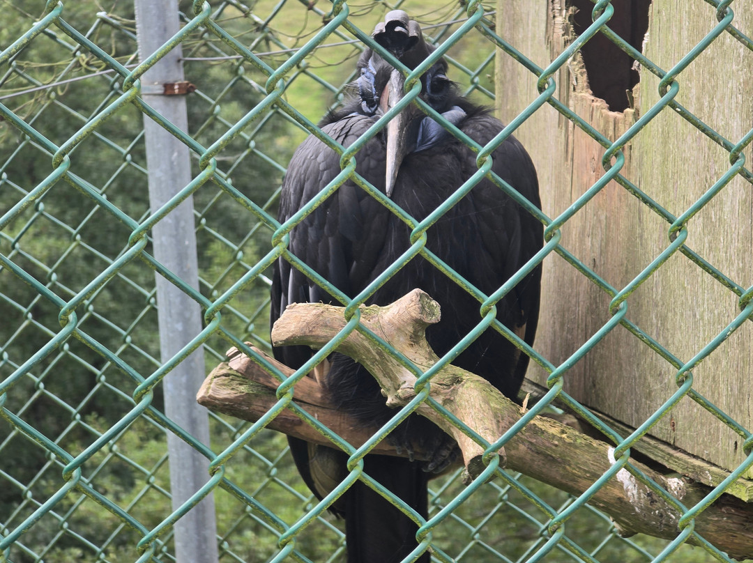 Combe Martin Wildlife And Dinosaur Park-伊尔弗勒科姆必去景点