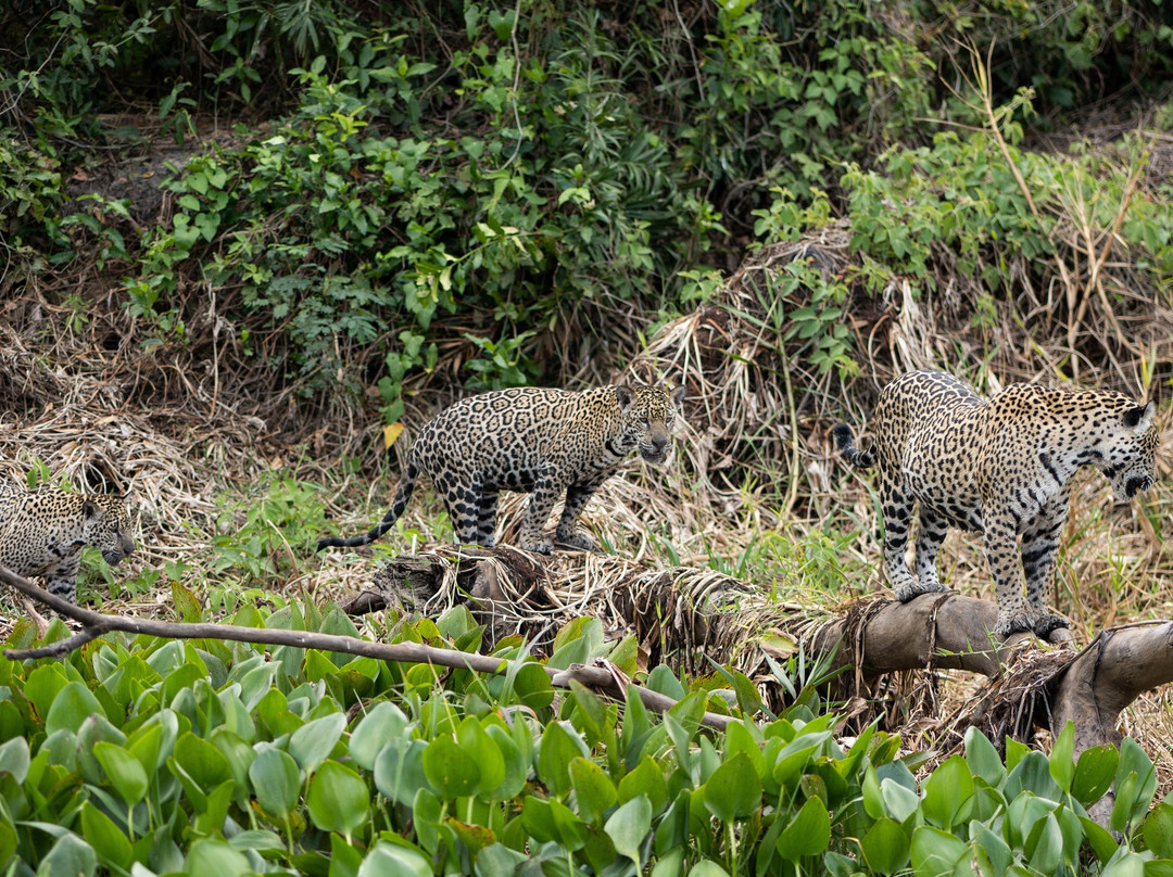 Journey With Jaguars-Porto Jofre必去景点