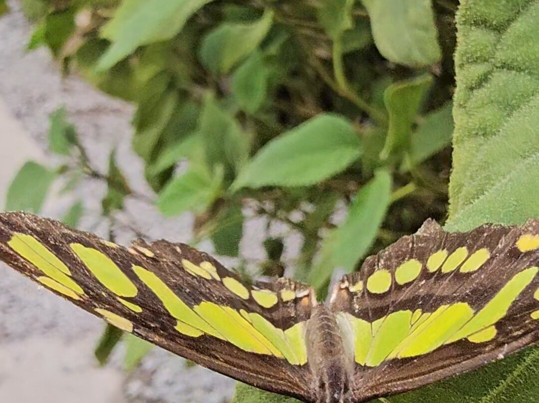 Buckfast Butterfly Farm And Dartmoor Otter Sanctuary-Buckfastleigh必去景点