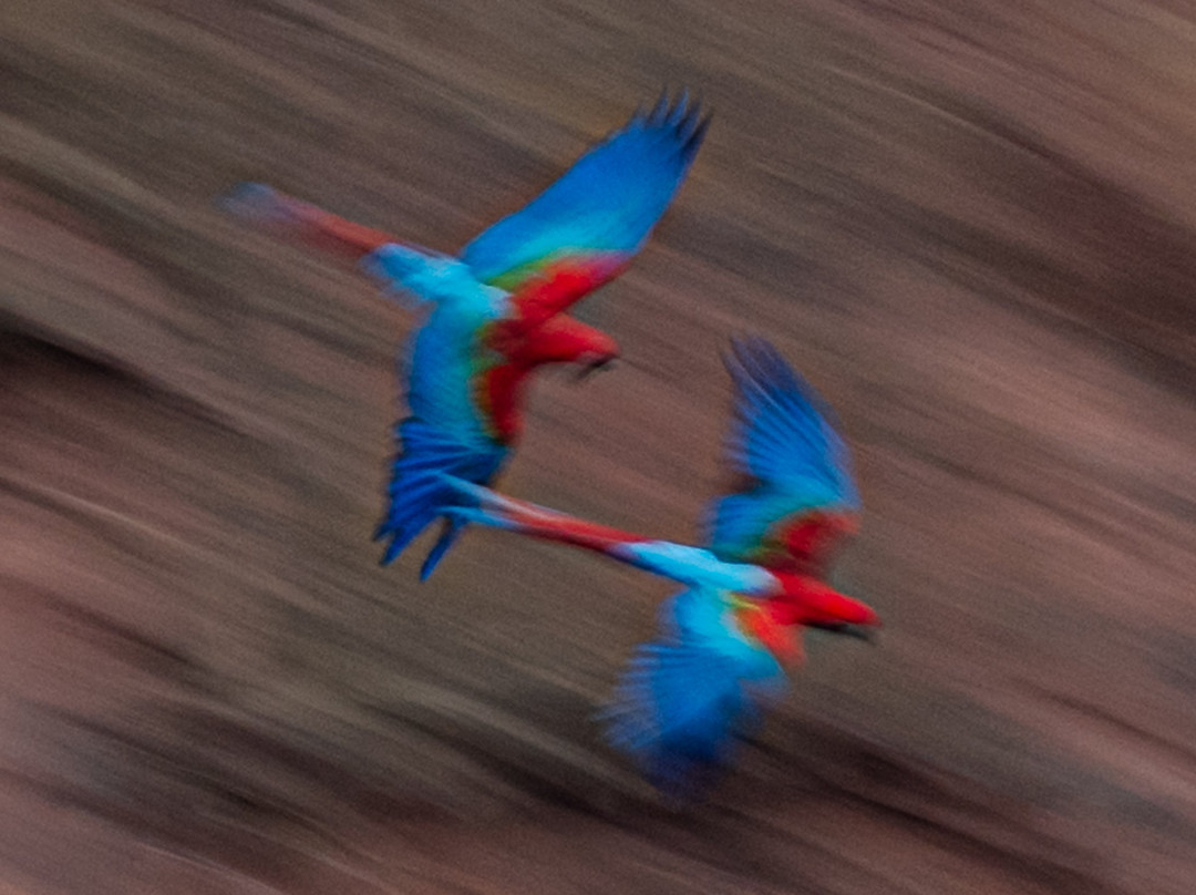 Pantanal Photo Tours-伊利亚贝拉必去景点