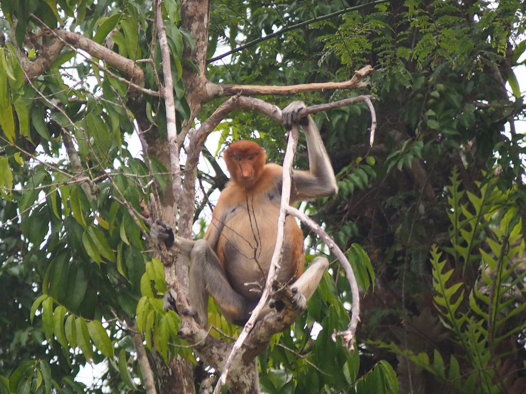Borneo Eco Tours-亚庇必去景点