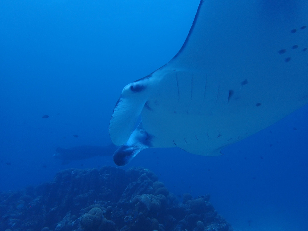 Euro-Divers LUX South Ari Atoll-南阿里环礁必去景点