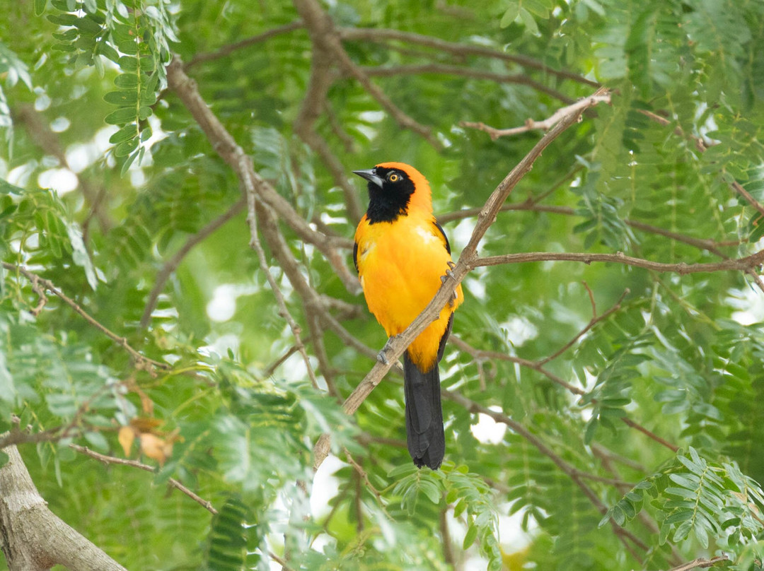 Olsen Photo Tours - Wildlife Experiences-Porto Jofre必去景点