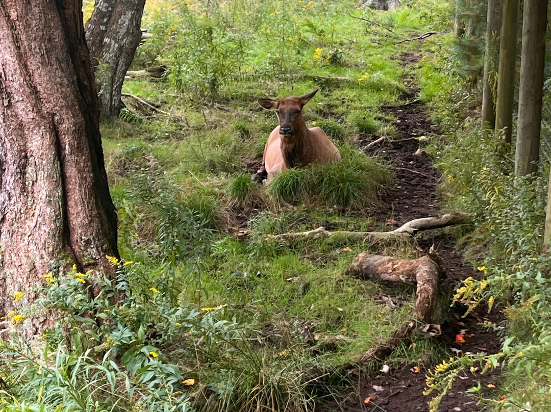 Shubenacadie Wildlife Park-舒贝纳卡迪必去景点