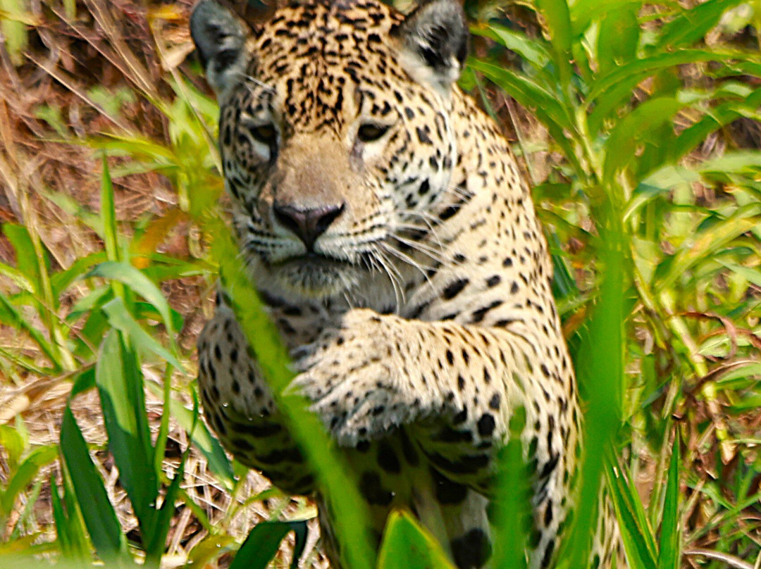 Pantanal Jaguar Safaris-Chapada dos Guimaraes必去景点