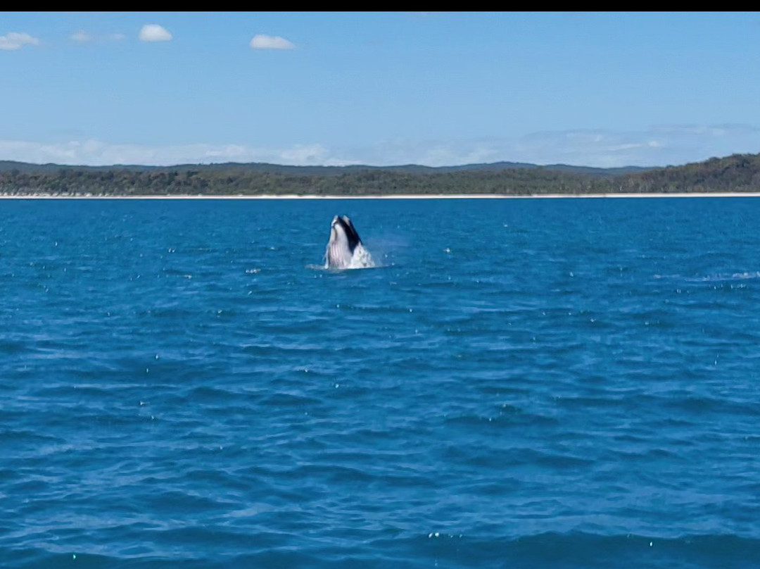 Hervey Bay Whale Watch-尤兰根必去景点