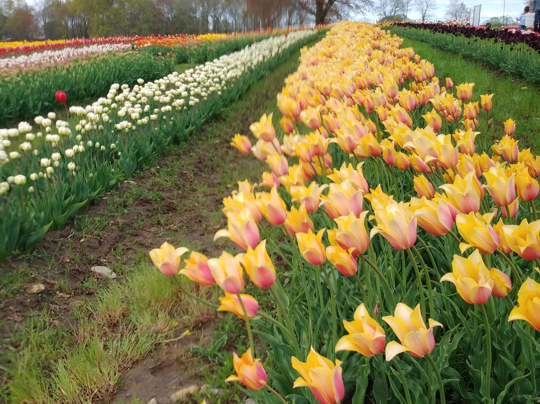 Wicked Tulips Flower Farm