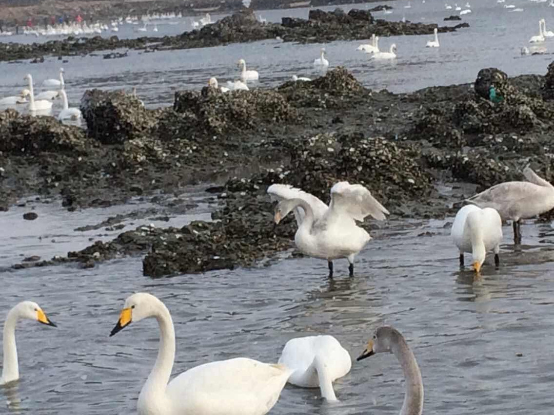 东方天鹅湖-荣成市必去景点