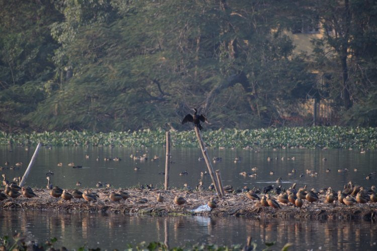 Santragachi Jheel景点图片