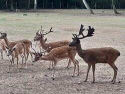 Hochwildpark Rheinland景点图片