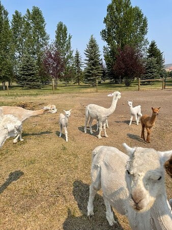 Sentinel Ranch Alpacas-贝尔格莱德必去景点