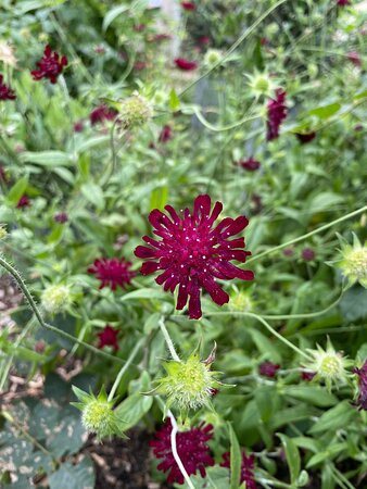 Ever Garden-Brighstone必去景点
