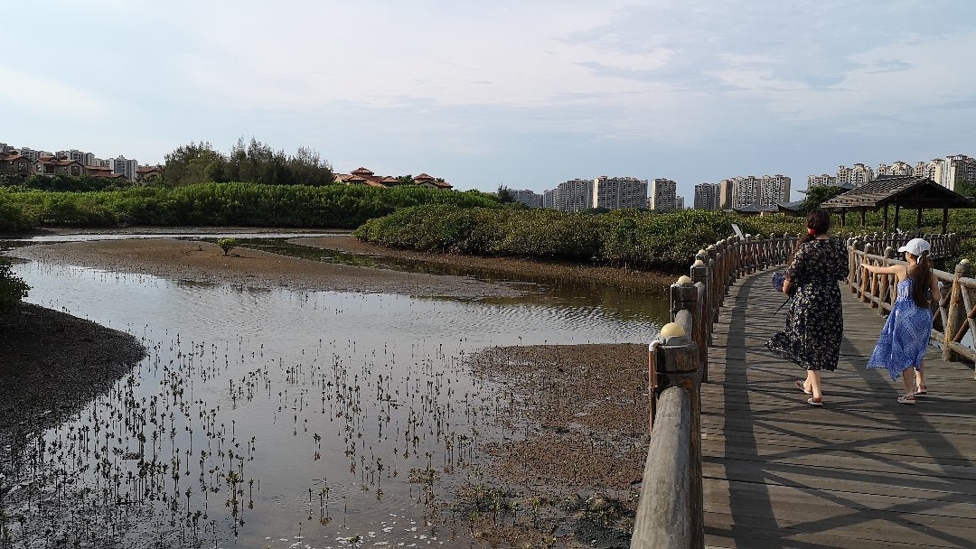 Mangrove Bay Wetland Experience-澄迈县必去景点