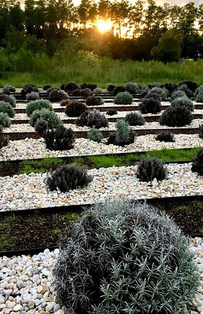Southern Grace Lavender Farm景点图片