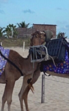 Passeios de Dromedarios-Natal必去景点