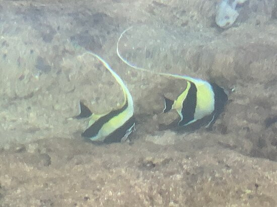 Shark's Cove-哈雷瓦必去景点