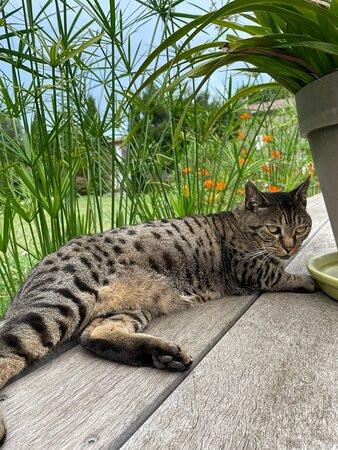 Les Sources de Coulon主图