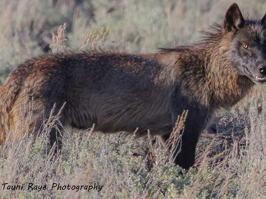 Yellowstone’s Casanova Guided Tours