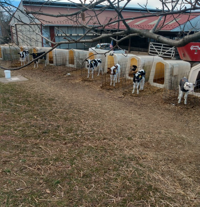 Perrydell Farm Dairy景点图片