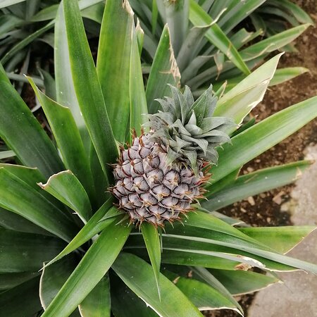 Herdade do Ananas-浴室