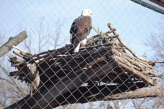 David Traylor Zoo of Emporia-恩波里亚必去景点