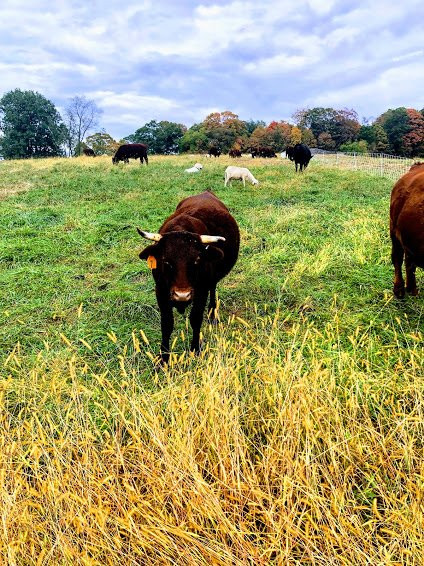 Stone Barns Center for Food and Agriculture景点图片
