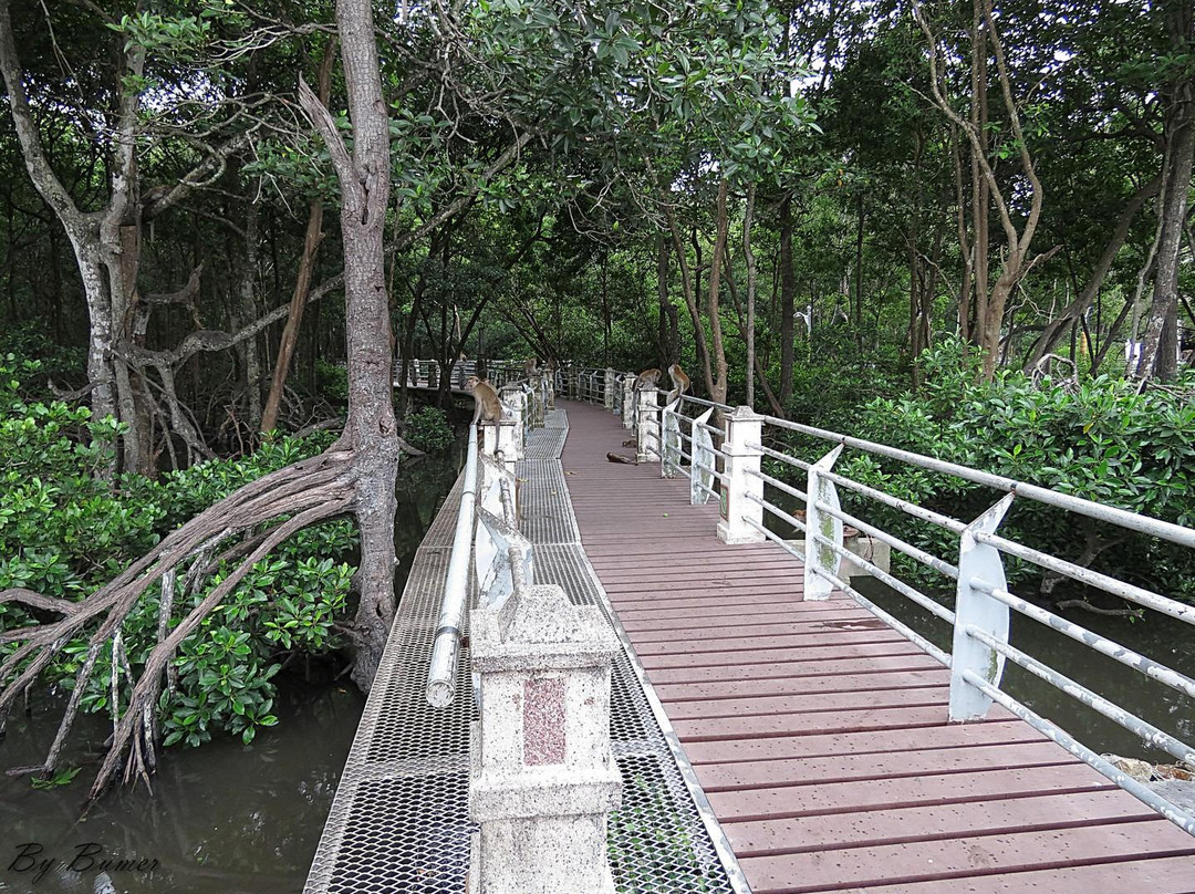 Mangrove Swamp Park景点图片