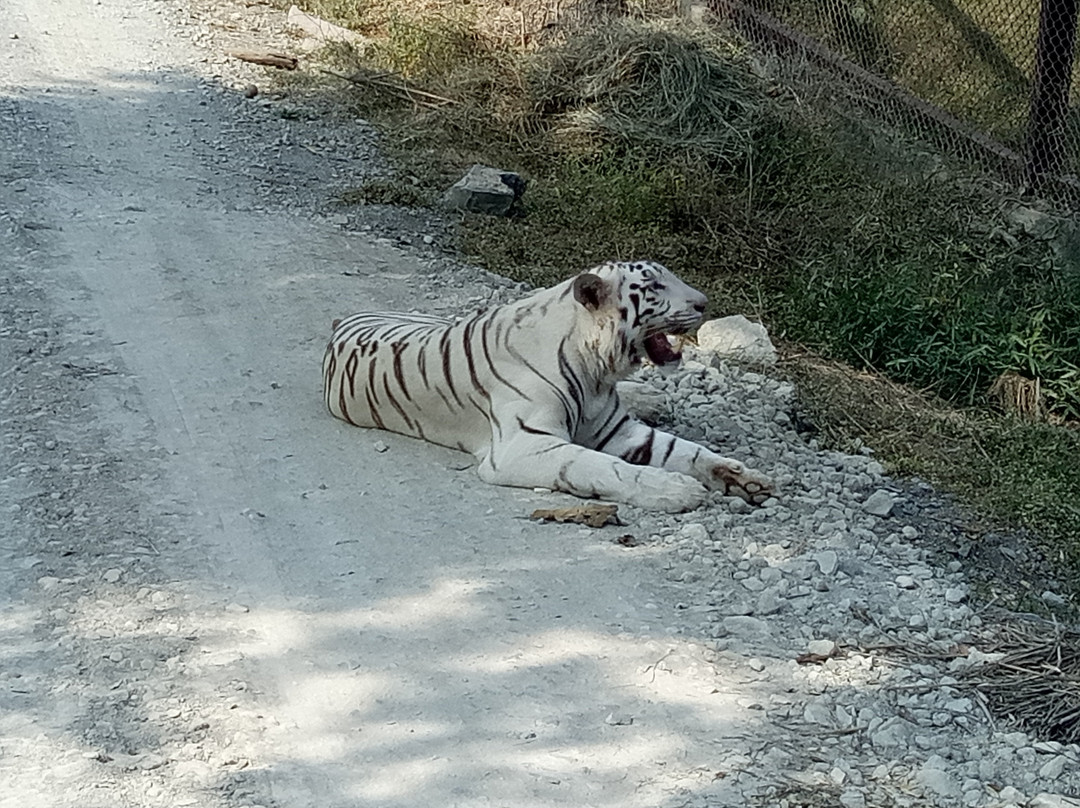 White Tiger Safari Rewa景点图片