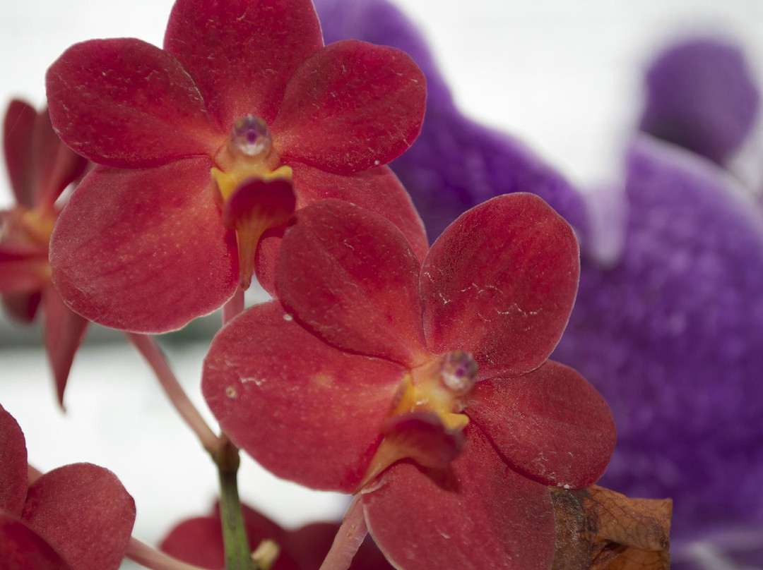 Doi Saket Orchid Farm