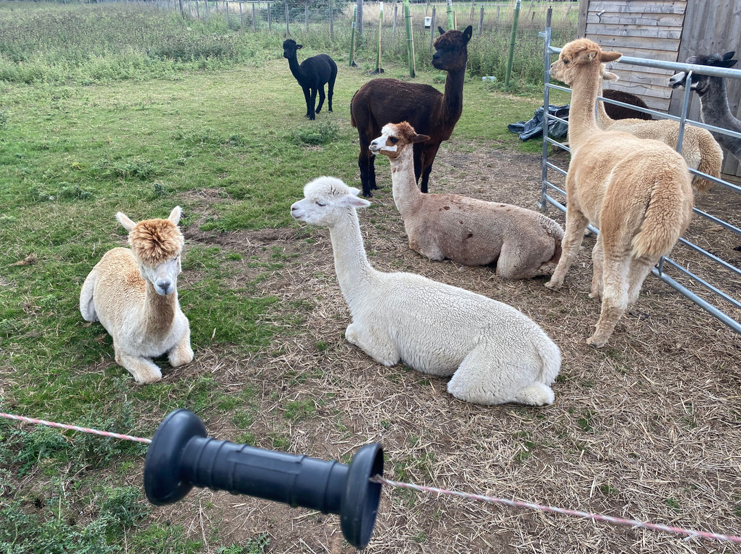 London Alpacas景点图片