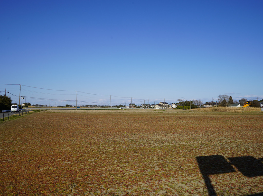 Shirakocho Hana no Hiroba-白子町必去景点