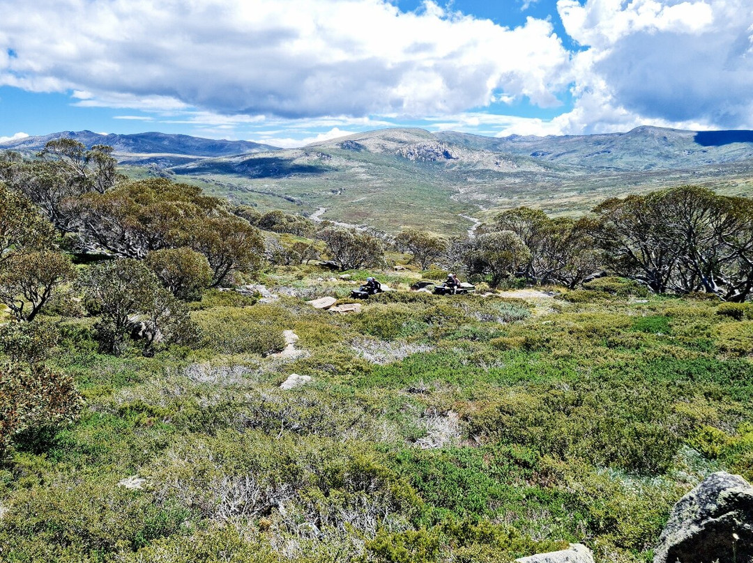 Snow Gums Boardwalk景点图片