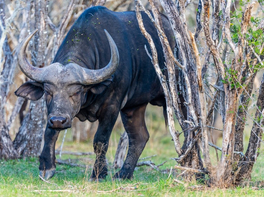 Voyager Safari-圣安东尼奥市必去景点