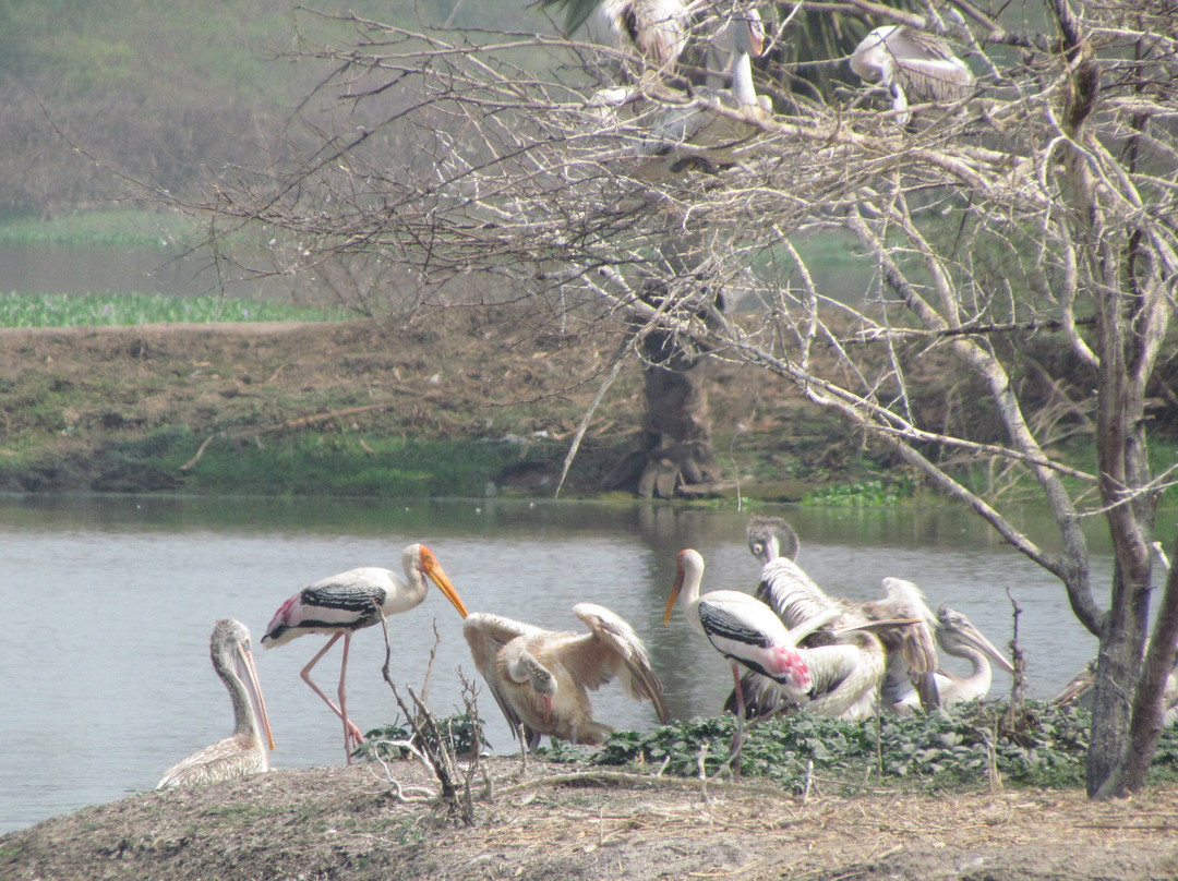 Kolleru Bird Sanctuary景点图片