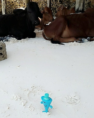 Coastal Safaris Tours