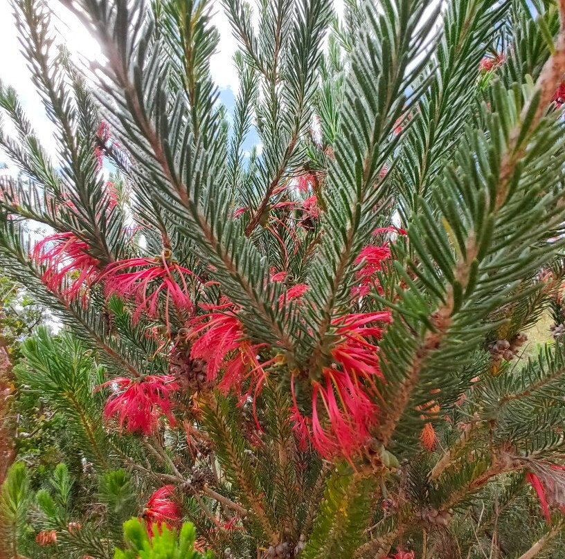 Pangarinda Botanic Gardens-Wellington必去景点