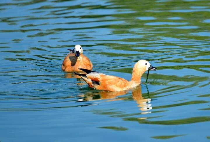 Corbett Tiger Reserve景点图片