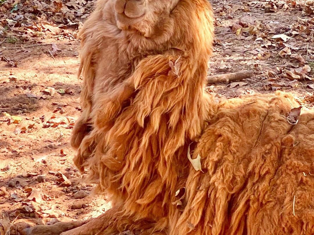 Cherokee Trace Drive-Thru Safari-Jacksonville必去景点