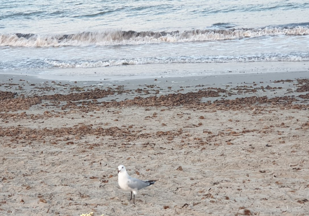 Playa de la Torre Derribada