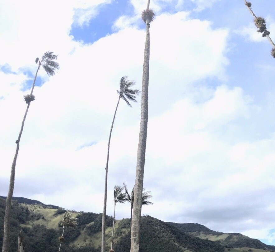 Cocoratours Valle de cocora-萨伦托必去景点